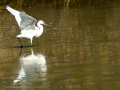 Garceta común - Egretta garzetta - Martinet blanc comú