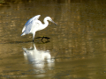 Garceta común - Egretta garzetta - Martinet blanc comú