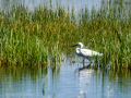 Garceta común - Egretta garzetta - Martinet blanc comú