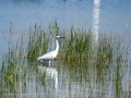 Garceta común - Egretta garzetta - Martinet blanc comú