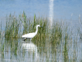 Garceta común - Egretta garzetta - Martinet blanc comú