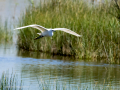 Garceta común - Egretta garzetta - Martinet blanc comú