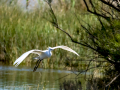 Garceta común - Egretta garzetta - Martinet blanc comú