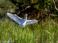 Garceta común - Egretta garzetta - Martinet blanc comú