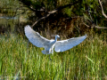 Garceta común - Egretta garzetta - Martinet blanc comú