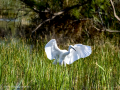 Garceta común - Egretta garzetta - Martinet blanc comú