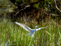 Garceta común - Egretta garzetta - Martinet blanc comú