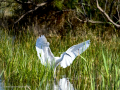Garceta común - Egretta garzetta - Martinet blanc comú