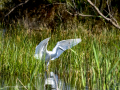 Garceta común - Egretta garzetta - Martinet blanc comú
