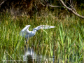Garceta común - Egretta garzetta - Martinet blanc comú