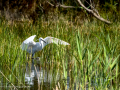 Garceta común - Egretta garzetta - Martinet blanc comú