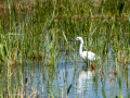 Garceta común - Egretta garzetta - Martinet blanc comú
