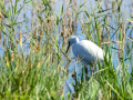 Garceta común - Egretta garzetta - Martinet blanc comú