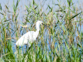 Garceta común - Egretta garzetta - Martinet blanc comú