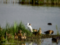 Garceta común - Egretta garzetta - Martinet blanc comú