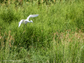 Garceta común - Egretta garzetta - Martinet blanc comú