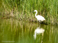 Garceta común - Egretta garzetta - Martinet blanc comú