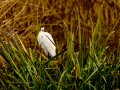 Garceta común - Egretta garzetta - Martinet blanc comú