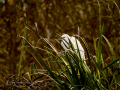 Garceta común - Egretta garzetta - Martinet blanc comú