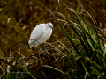 Garceta común - Egretta garzetta - Martinet blanc comú