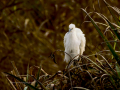 Garceta común - Egretta garzetta - Martinet blanc comú