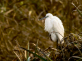 Garceta común - Egretta garzetta - Martinet blanc comú