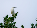 Garceta común - Egretta garzetta - Martinet blanc comú