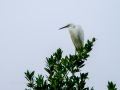 Garceta común - Egretta garzetta - Martinet blanc comú