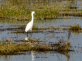 Garceta común - Egretta garzetta - Martinet blanc comú