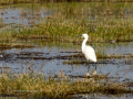 Garceta común - Egretta garzetta - Martinet blanc comú