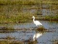 Garceta común - Egretta garzetta - Martinet blanc comú