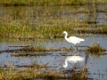 Garceta común - Egretta garzetta - Martinet blanc comú