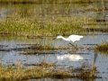 Garceta común - Egretta garzetta - Martinet blanc comú