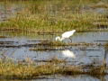 Garceta común - Egretta garzetta - Martinet blanc comú