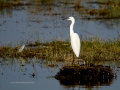 Garceta común - Egretta garzetta - Martinet blanc comú