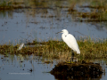 Garceta común - Egretta garzetta - Martinet blanc comú