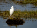 Garceta común - Egretta garzetta - Martinet blanc comú