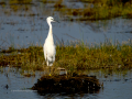 Garceta común - Egretta garzetta - Martinet blanc comú