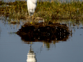 Garceta común - Egretta garzetta - Martinet blanc comú