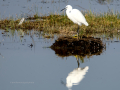 Garceta común - Egretta garzetta - Martinet blanc comú