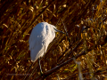 Garceta común - Egretta garzetta - Martinet blanc comú