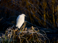 Garceta común - Egretta garzetta - Martinet blanc comú