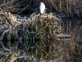 Garceta común - Egretta garzetta - Martinet blanc comú