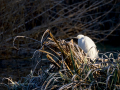 Garceta común - Egretta garzetta - Martinet blanc comú