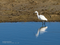 Garceta común - Egretta garzetta - Martinet blanc comú