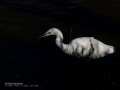 Garceta común - Egretta garzetta - Martinet blanc comú