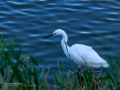 Garceta común - Egretta garzetta - Martinet blanc comú