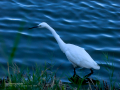 Garceta común - Egretta garzetta - Martinet blanc comú