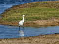 Garceta común - Egretta garzetta - Martinet blanc comú
