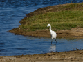 Garceta común - Egretta garzetta - Martinet blanc comú
